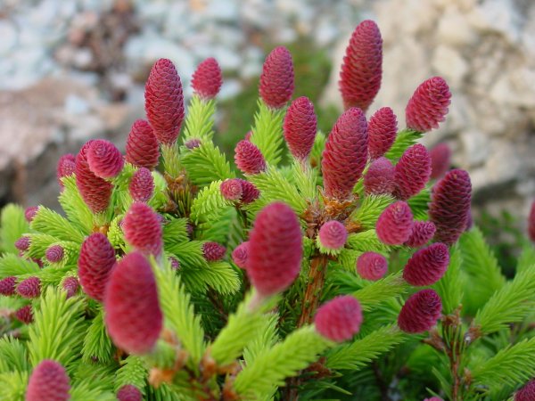 Розовые шишки, ель цветёт