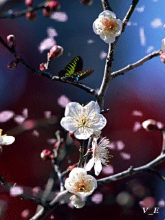 file_62245325