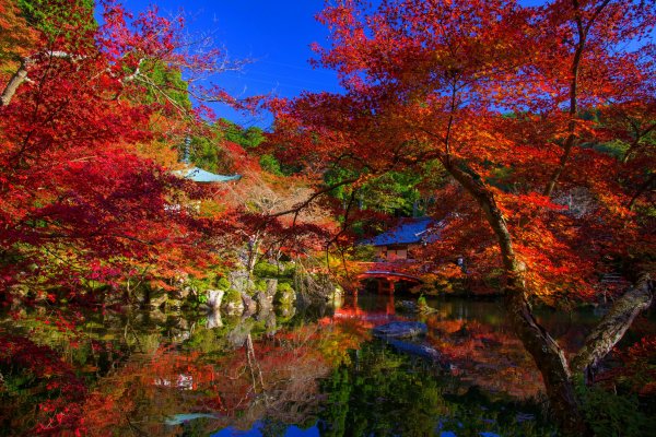 osen-les-listia-derevia-park-colorful-forest-landscape-pa-10