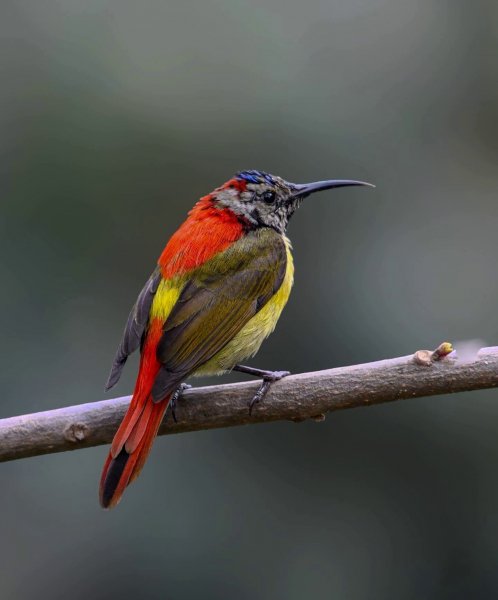 ЯРКАЯ ОСТРОХВОСТАЯ НЕКТАРНИЦА