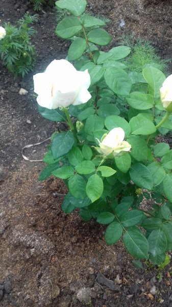 file_85607265