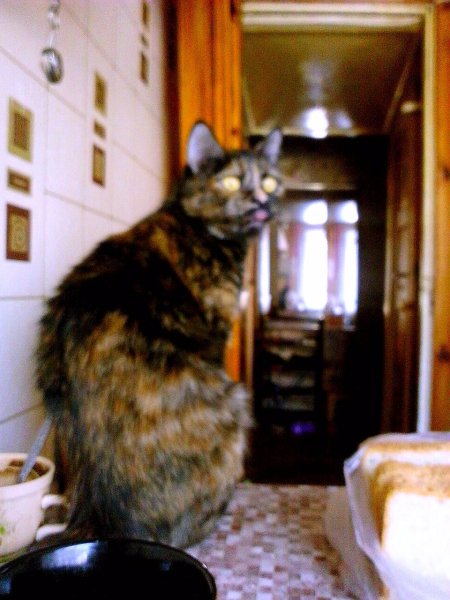 Кася смотрит на синичек