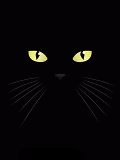 Animals Photo Cat Gif