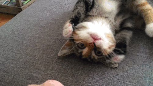 гифки, котейка, живность
