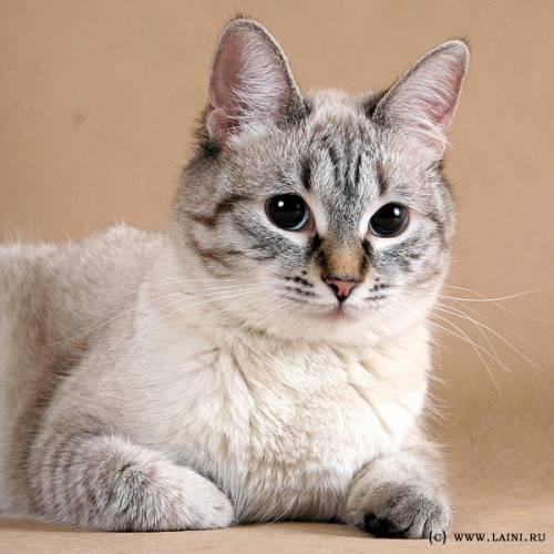 Пол Гэллико: Томасина