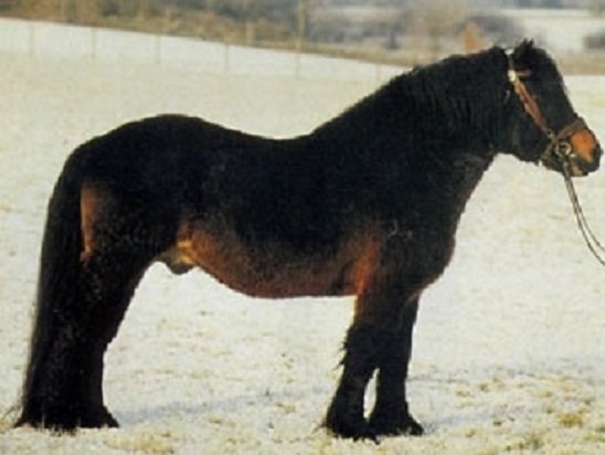 Шведская северная порода лошадей (3)