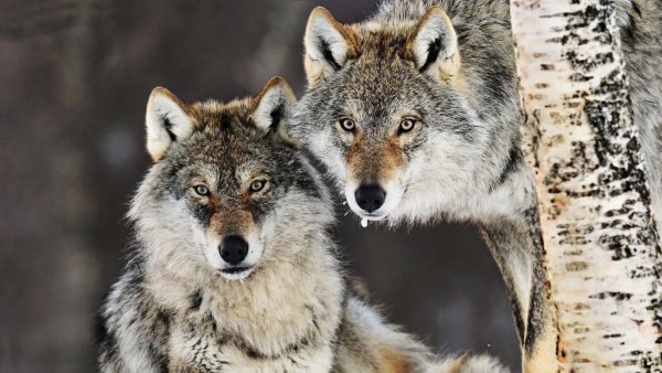 Gray-Wolf-HD-Desktop