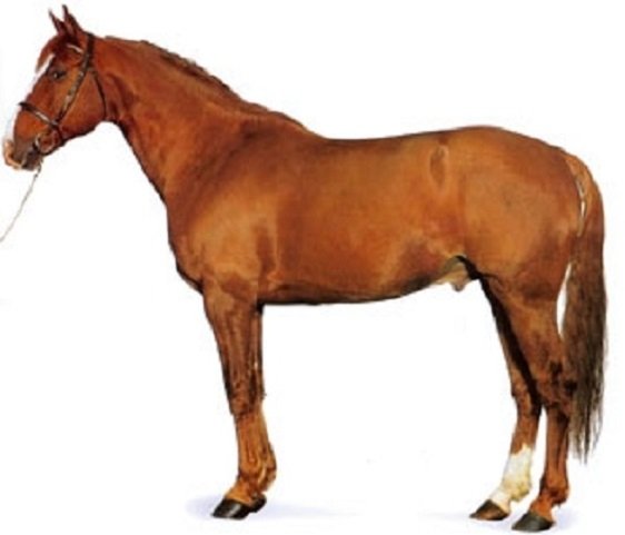 Французский рысак (4)