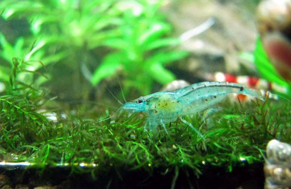 Креветка Голубая жемчужина