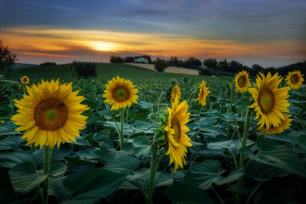 Leto-podsolnukhi-tsvety-zheltye