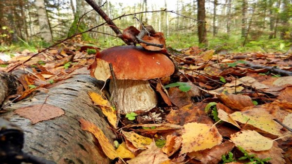 file_82098470