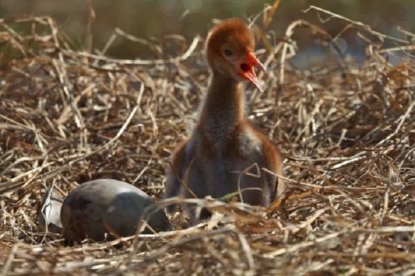 Журавль (птенец)