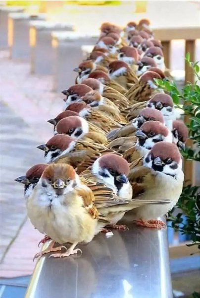 Почему не улетает на Юг