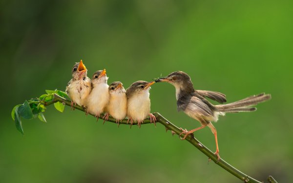 Baby Animals 12
