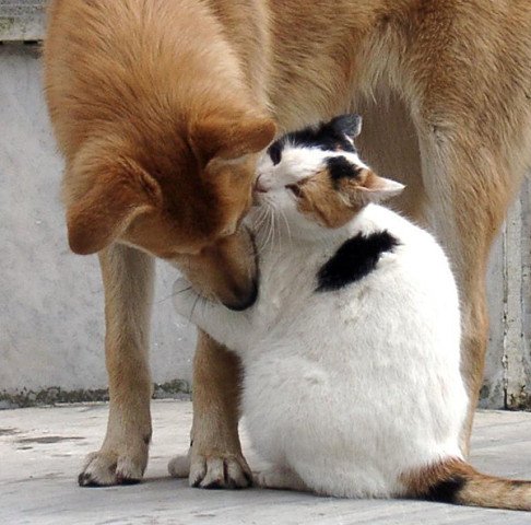 Кошка собака