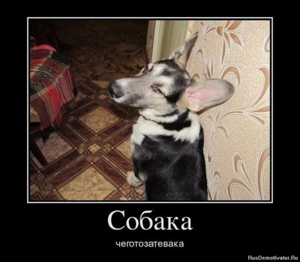 Собака чеготозатевака