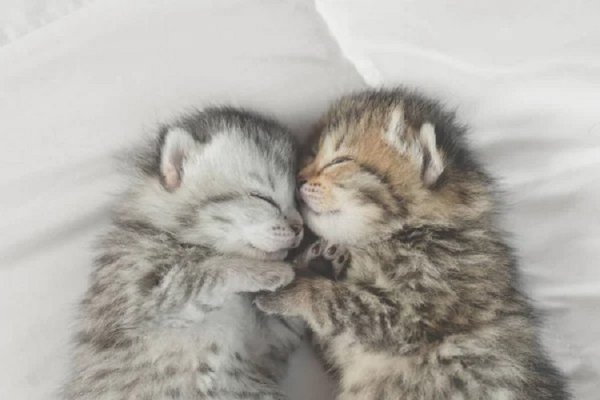 Котята...
