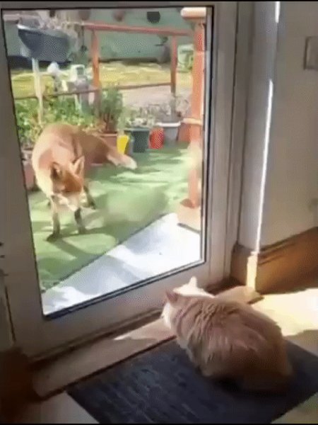 Кот спугнул лису