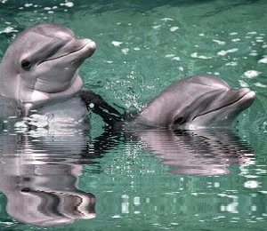 Дельфины