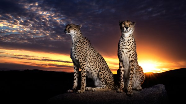 Geperd-geparda-dva-para-noch