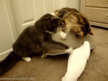 котэ, попугай