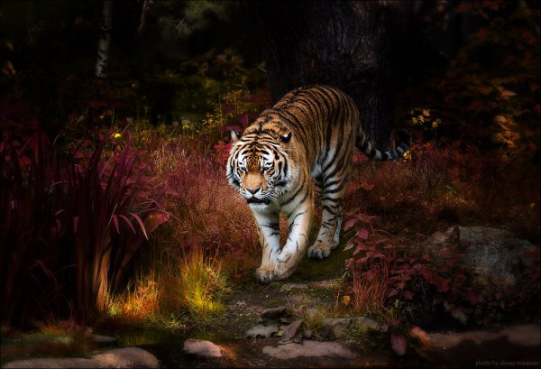 tiger-050514,large.1412449640