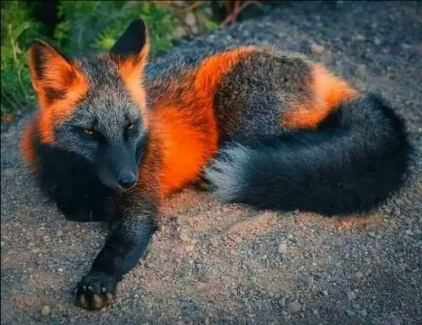 Firefox