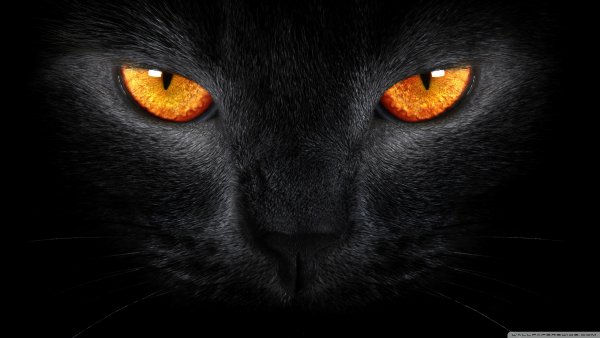 black cat 5-wallpaper-2560x1440