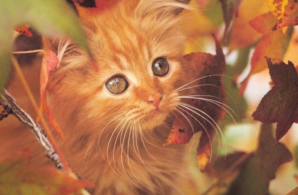 Кот и осенние листья (22)