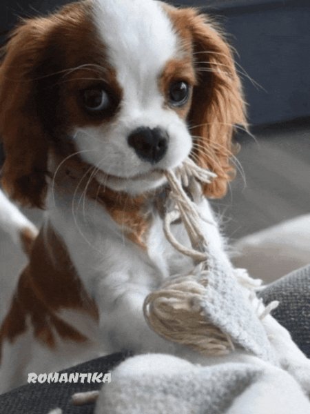 GIF 20250622 022438 387