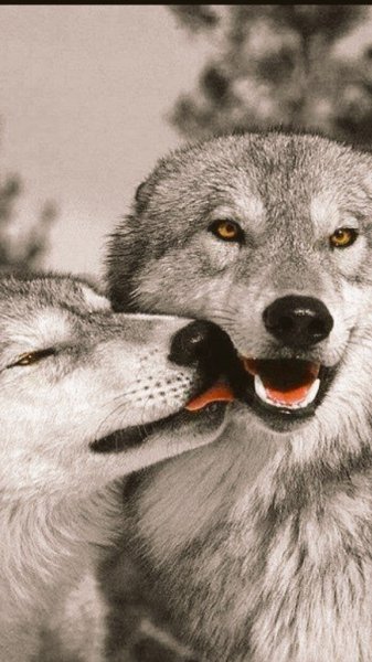 b60acb5c6c9434b1cc778dd54d86