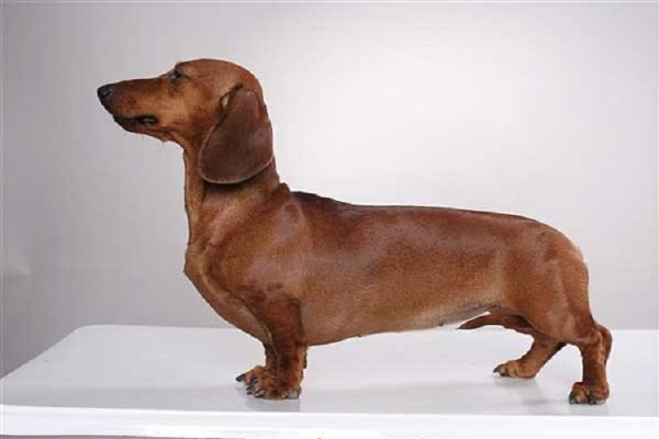 Карликовая такса (2)