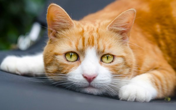 кошка рыжий кот мордочка взгляд..file