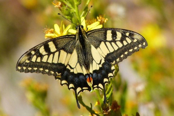 Butterflies 18
