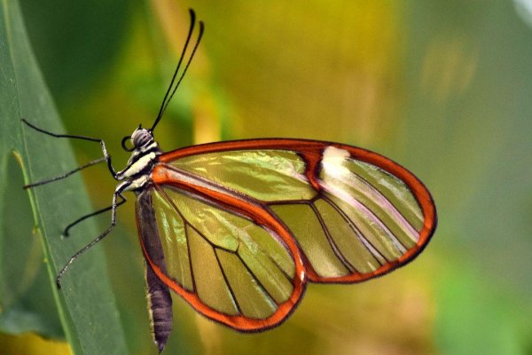 Butterflies 16