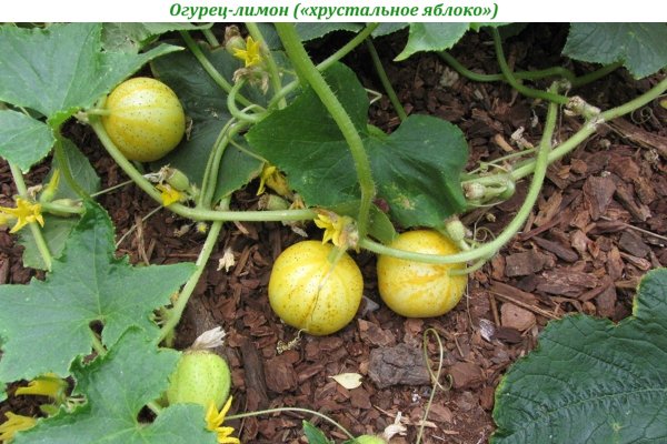 Огурец-лимон (хрустальное яблоко)