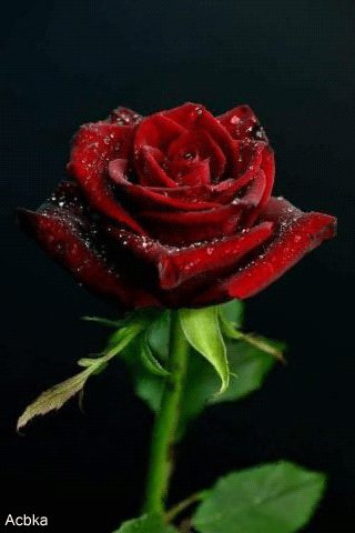 file_74624284