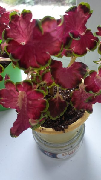 IMG-20250626-WA0005