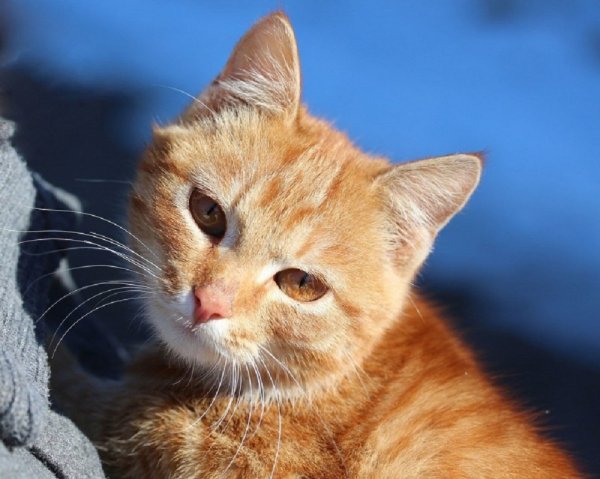 Рыжий кот. (3)
