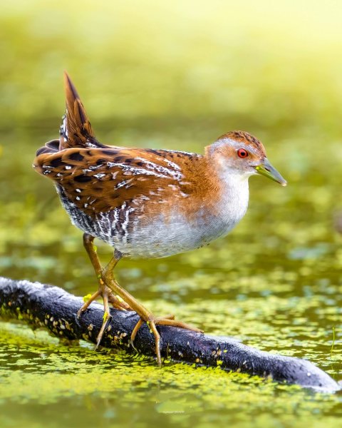 ПОГОНЫШ-КРОШКА