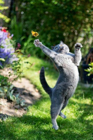 За бабочкой!