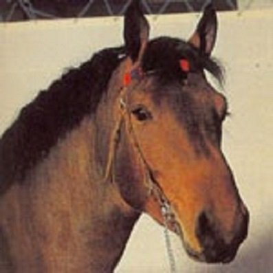 Нормандский коб (2)