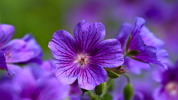 file_83177993