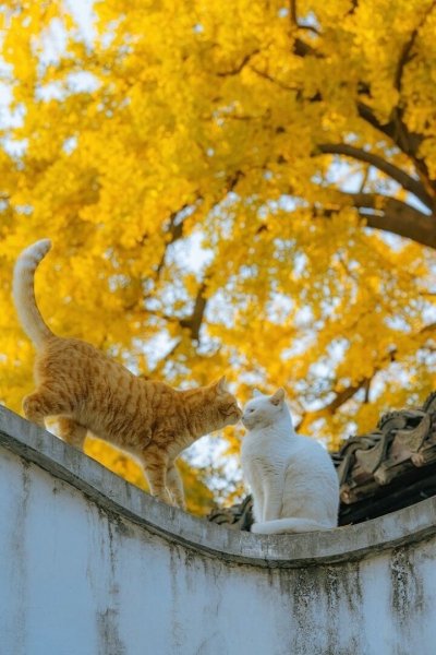 file_100916215