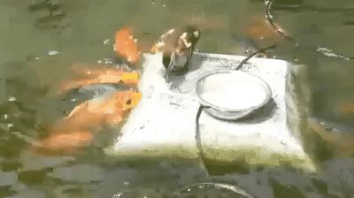 Рыбки