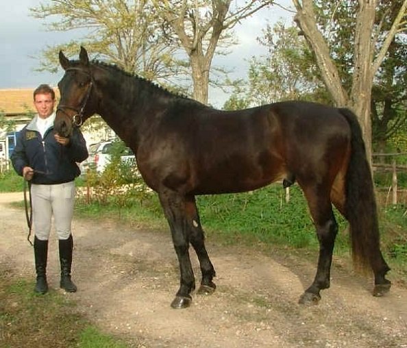 Мареммано (3)