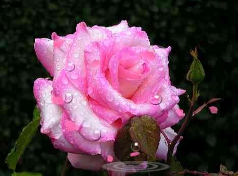 file_43449831
