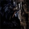 Wolves 05