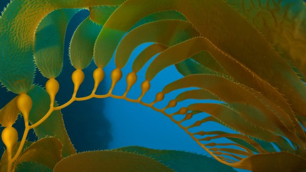 Pneumatocysts ROW6155534257 UHD