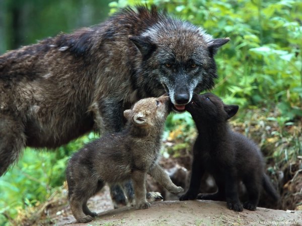 Wolf (13)
